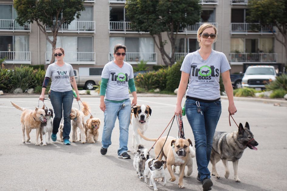Trots Dogs employees walking multiple dogs